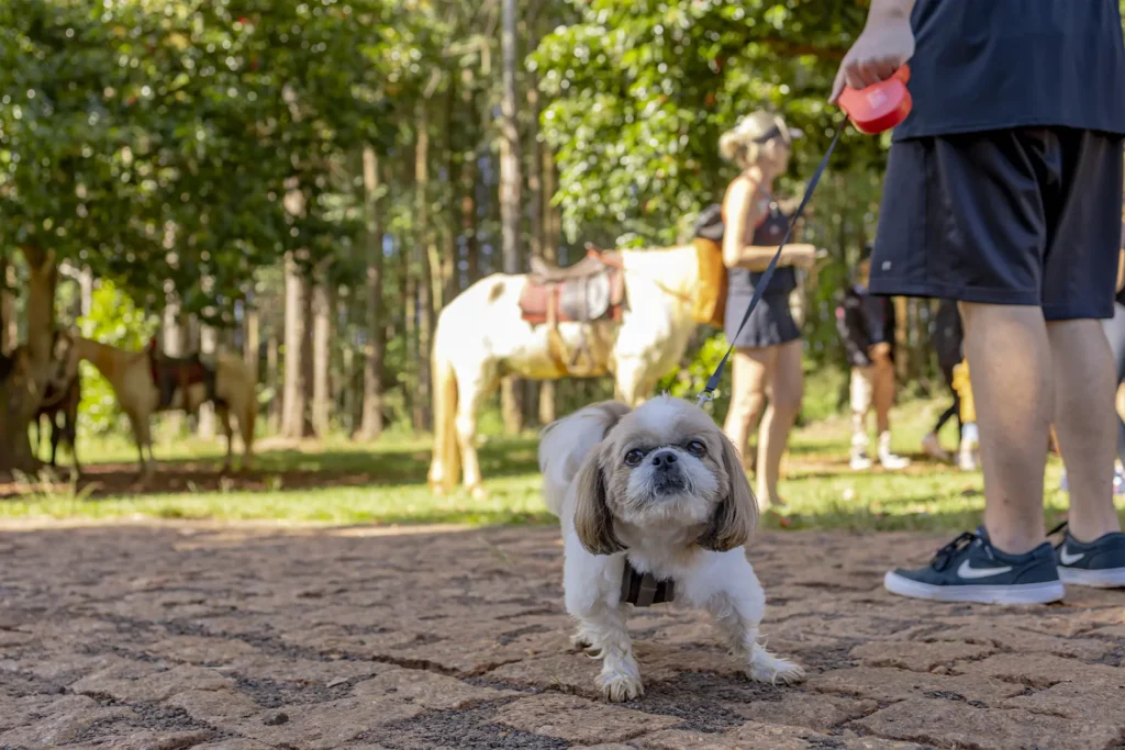 Hotel Pet Friendly no Interior de SP